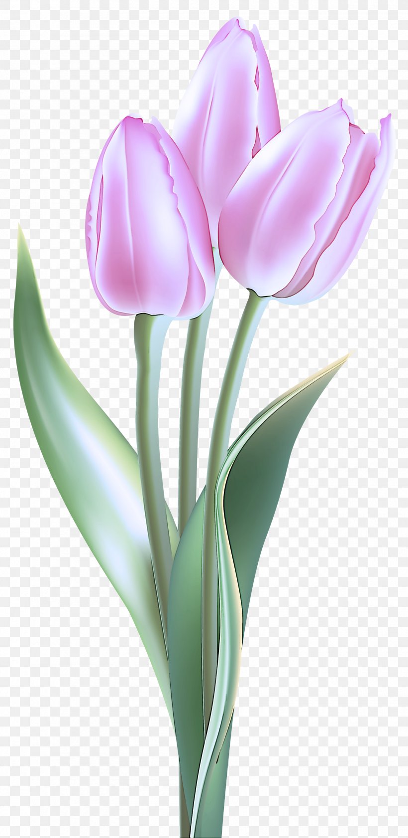 Flower Tulip Flowering Plant Petal Plant, PNG, 1800x3697px, Flower, Cut Flowers, Flowering Plant, Lily Family, Petal Download Free