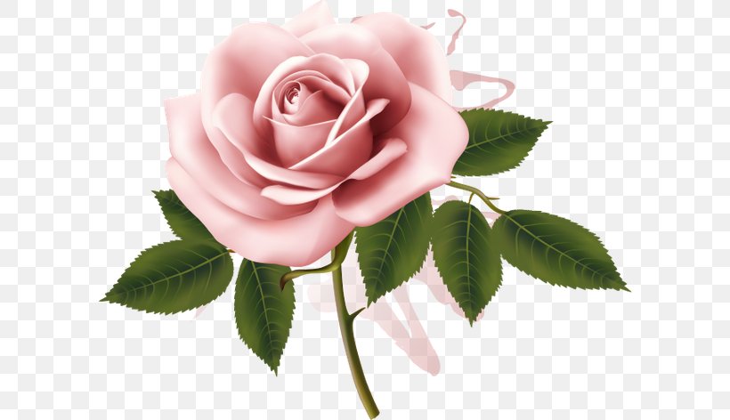Garden Roses Pink Watercolor Painting, PNG, 600x472px, Garden Roses, Cabbage Rose, Cut Flowers, Floribunda, Flower Download Free