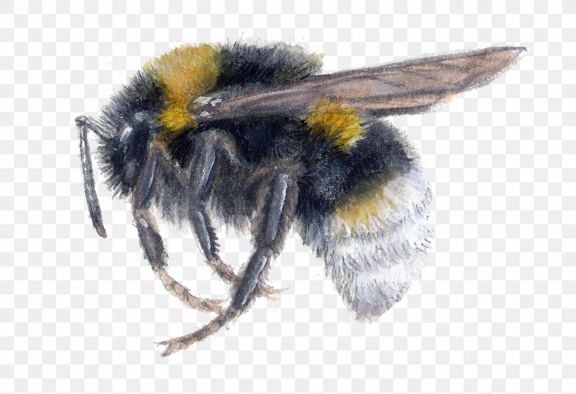 Honey Bee Bombus Vestalis Bumblebee Bombus Bohemicus, PNG, 1400x961px, Honey Bee, Arthropod, Bee, Behance, Bombus Barbutellus Download Free
