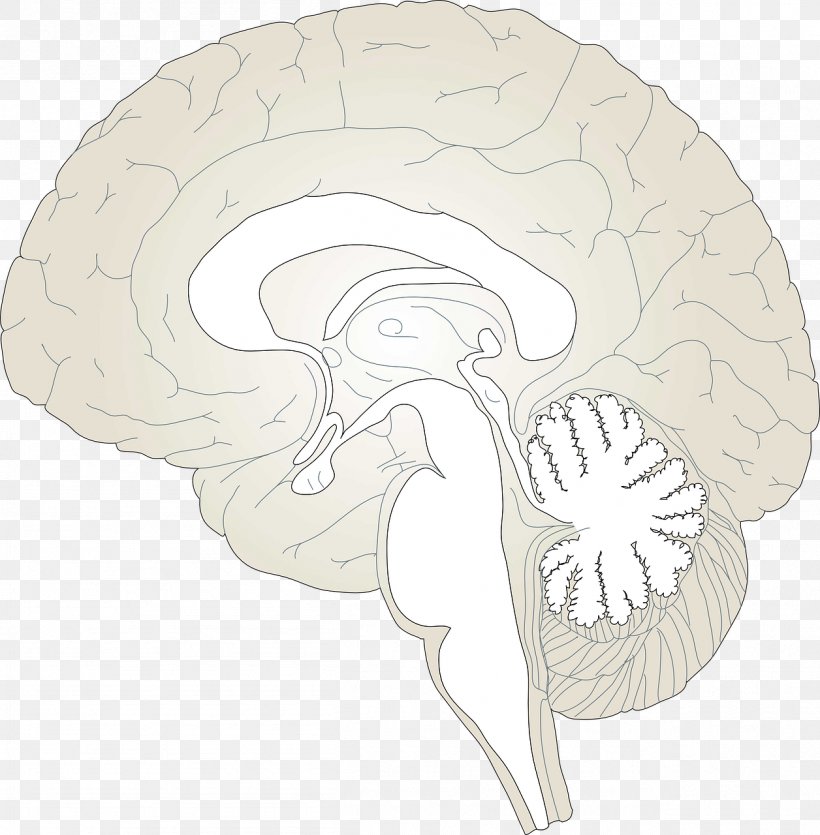 Human Brain Drawing Clip Art, PNG, 1256x1280px, Watercolor, Cartoon, Flower, Frame, Heart Download Free