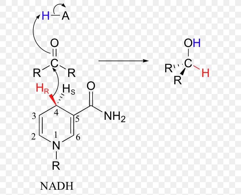 Nicotinamide Adenine Dinucleotide Redox Atom Nitrogen Pyridine, PNG, 624x664px, Nicotinamide Adenine Dinucleotide, Area, Atom, Base, Diagram Download Free