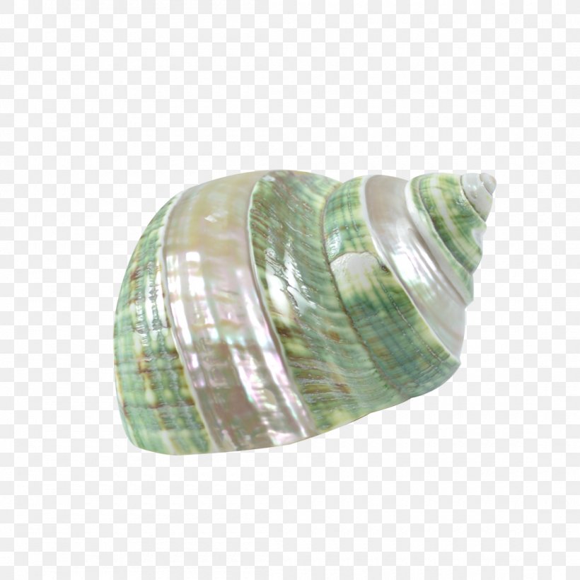 Seashell Nautilidae Turbo Marmoratus Sea Snail Spiral, PNG, 1100x1100px, Seashell, Abalone, Glass, Incandescent Light Bulb, Nautilidae Download Free