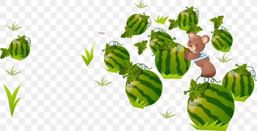 Watermelon Fruit, PNG, 895x459px, Watermelon, Artworks, Food, Fruit, Google Images Download Free