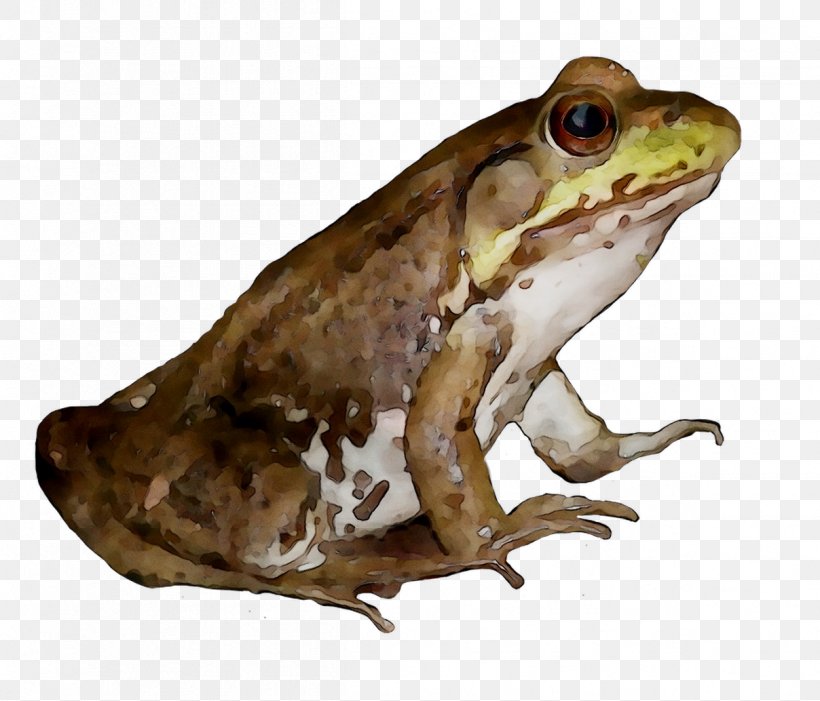 American Bullfrog True Frog Toad Reptile, PNG, 1208x1034px, American Bullfrog, Amphibian, Animal, Beaked Toad, Bufo Download Free