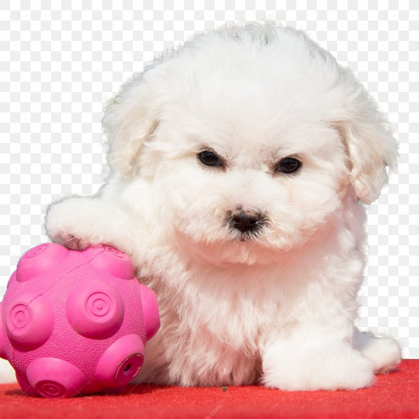 Bolonka Cavachon Puppy Breed, PNG, 1000x1000px, Bolonka, Bichon, Bichon Frise, Bolognese, Breed Download Free