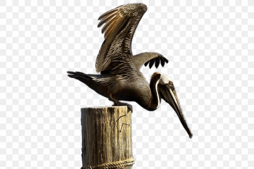 Brown Pelican Sticker, PNG, 918x613px, Brown Pelican, Beak, Bird, Bird Of Prey, Eagle Download Free