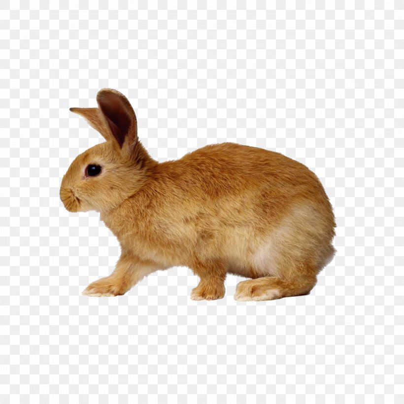 Domestic Rabbit Hare Netherland Dwarf Rabbit Rex Rabbit, PNG, 2953x2953px, Domestic Rabbit, Animal Figure, Beige, Cottontail Rabbit, Dwarf Rabbit Download Free