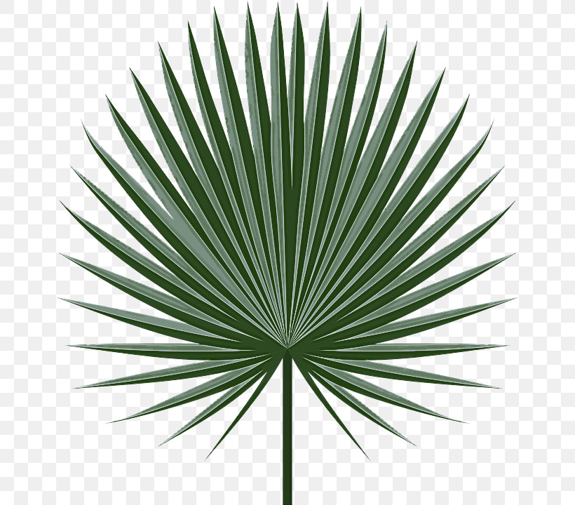 Palm Tree, PNG, 660x720px, Leaf, Arecales, Borassus Flabellifer, Flower, Grass Download Free