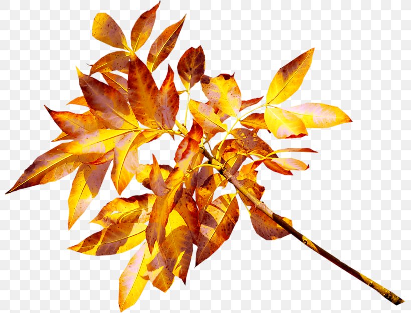Twig Leaf Branch Abscission Clip Art, PNG, 800x626px, Twig, Abscission, Autumn, Blog, Branch Download Free