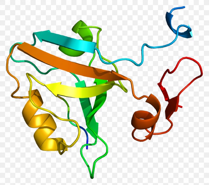 DLG4 Protein Postsynaptic Density Synapse Neuroligin, PNG, 866x769px, Watercolor, Cartoon, Flower, Frame, Heart Download Free
