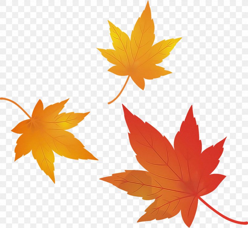 Maple Leaves Autumn Leaves Fall Leaves, PNG, 1024x944px, Maple Leaves, Autumn, Autumn Leaves, Black Maple, Deciduous Download Free