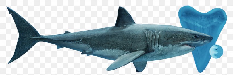 Tiger Shark Great White Shark Lamnidae Requiem Sharks, PNG, 1536x494px, Tiger Shark, Animal, Animal Figure, Biology, Carcharhiniformes Download Free