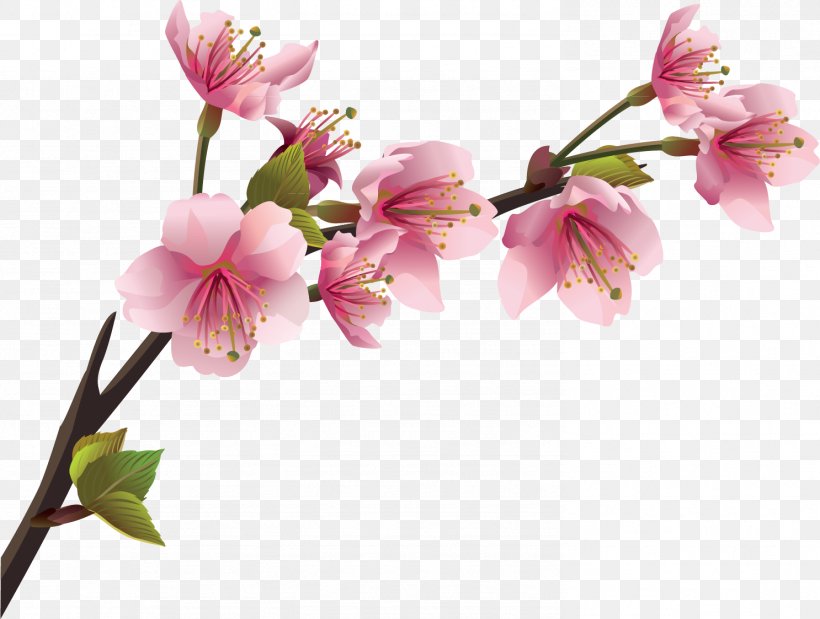 Cherry Blossom Branch Wall Decal, PNG, 1486x1123px, Cherry Blossom, Alstroemeriaceae, Blossom, Branch, Cherry Download Free