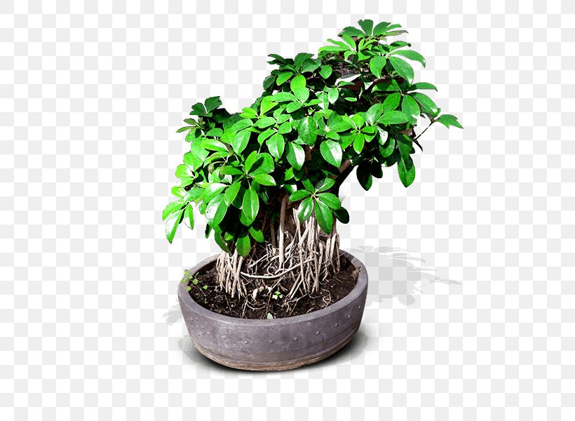 Chinese Sweet Plum Bonsai Flowerpot Ornamental Plant Tree, PNG, 600x600px, Chinese Sweet Plum, Azalea, Bonsai, Crock, Cultivo Download Free