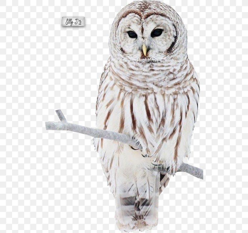 Great Grey Owl Snowy Owl Barn Owl Great Horned Owl, PNG, 524x770px, Great Grey Owl, Animal, Barn Owl, Beak, Bird Download Free
