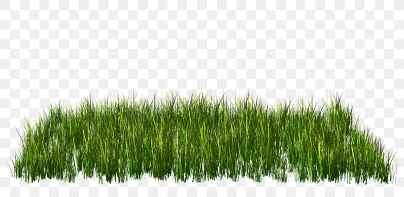Green Grass Clip Art, PNG, 800x400px, Green, Cartoon, Color, Commodity, Grass Download Free