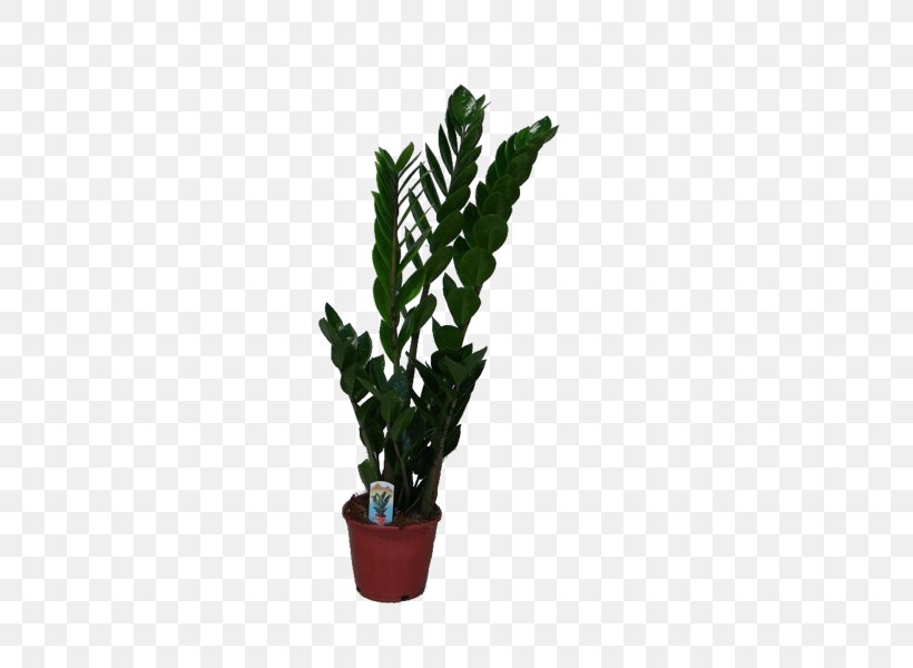 Houseplant Zamioculcas Zamiifolia Lucky Bamboo Calatheas, PNG, 600x600px, Houseplant, Arecaceae, Bulb, Cactus, Calatheas Download Free