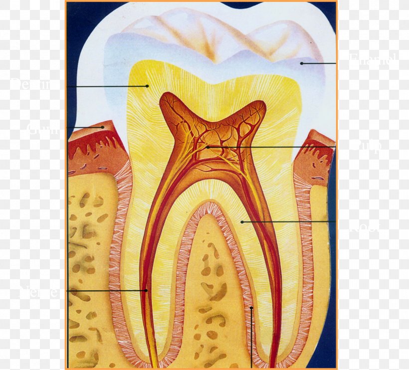 Human Tooth Endodontic Therapy Photography, PNG, 1254x1136px, Watercolor, Cartoon, Flower, Frame, Heart Download Free