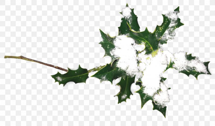 Ilex Crenata Plant Christmas Holiday Holly, PNG, 1859x1088px, Ilex Crenata, Aquifoliaceae, Aquifoliales, Branch, Christmas Download Free