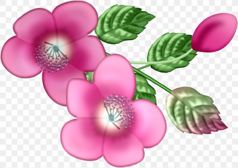 Pink M RTV Pink Flowering Plant, PNG, 1019x722px, Pink M, Flower, Flowering Plant, Magenta, Petal Download Free