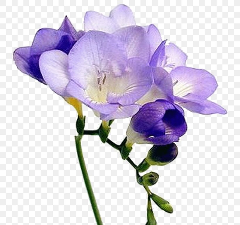 Sweet Pea Flower, PNG, 768x768px, Freesia, Anemone, Blume, Cut Flowers, Floral Design Download Free