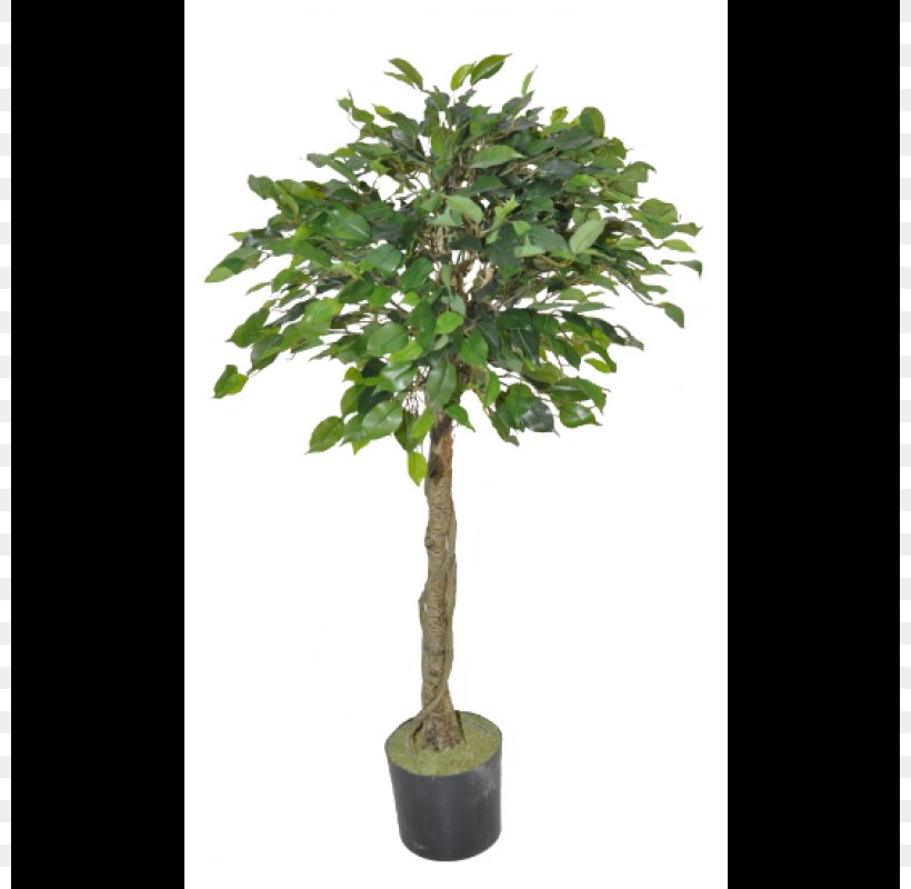 Tree Topiary Olive Albizia Julibrissin Ornamental Plant, PNG, 800x800px, Tree, Albizia Julibrissin, Artificial Christmas Tree, Artificial Flower, Birch Download Free