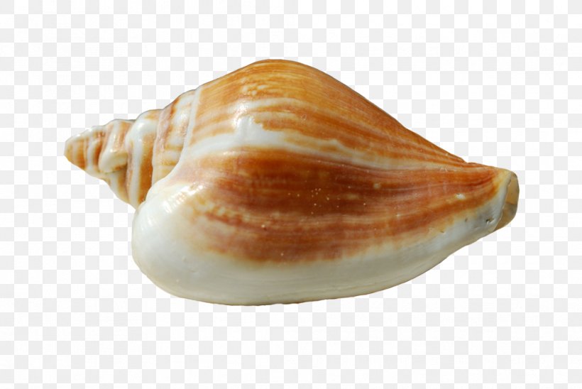 Conchology Shankha Seashell Sea Snail, PNG, 1014x678px, Conchology, Clams Oysters Mussels And Scallops, Conch, Lymnaeidae, Molluscs Download Free