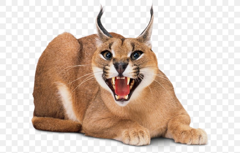 Wildcat Kitten Sphynx Cat Felidae Savannah Cat, PNG, 640x524px, Wildcat, Big Cat, Bobcat, Breed, Caracal Download Free
