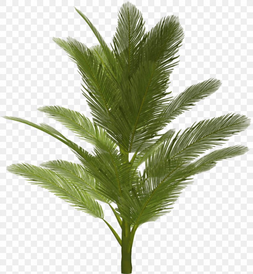 Arecaceae Tree, PNG, 858x930px, Tree, Arecaceae, Evergreen, Image File Formats, Leaf Download Free
