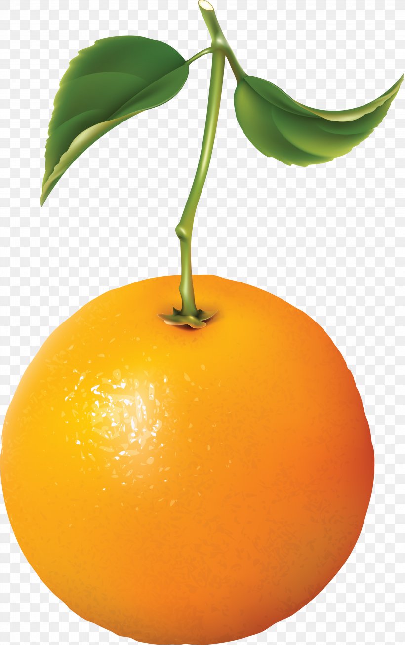 Bitter Orange Vector Graphics Tangerine Free Content, PNG, 3825x6094px, Orange, Accessory Fruit, Bitter Orange, Calamondin, Citrus Download Free