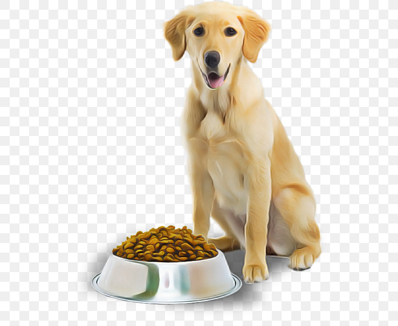 Dog Food, PNG, 558x671px, Dog, Dog Food, Golden Retriever, Pet Food, Puppy Download Free