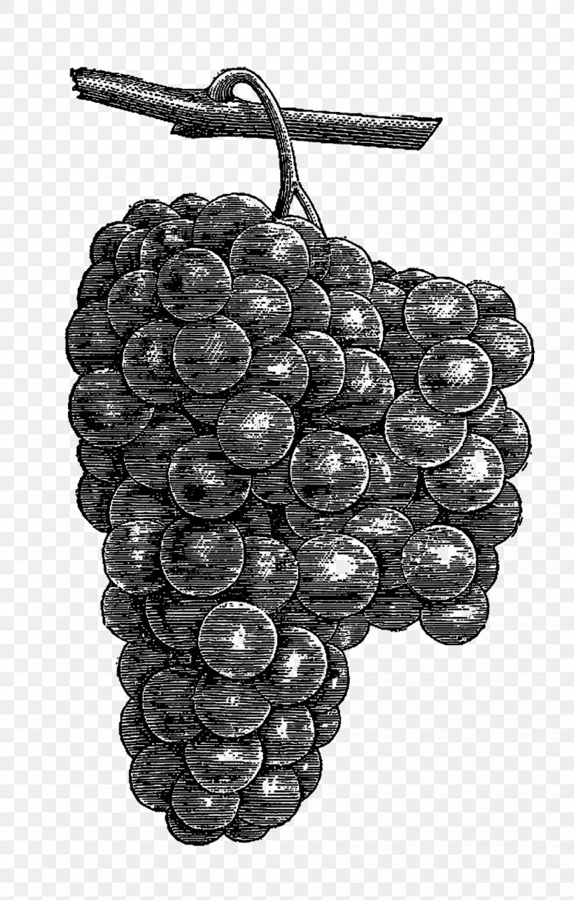 Grape White, PNG, 1021x1600px, Grape, Black And White, Food, Fruit, Grapevine Family Download Free