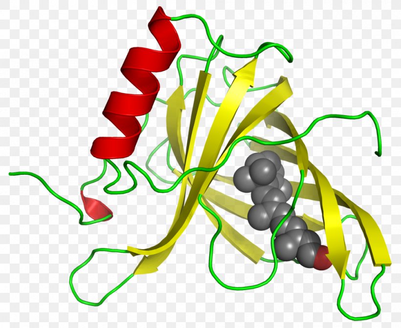 Retinol Binding Protein 4 Retinol-binding Protein, PNG, 1000x820px, Retinol Binding Protein 4, Adipokine, Area, Artwork, Binding Protein Download Free