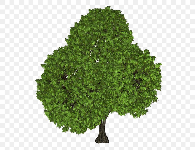 Tree Oak Clip Art, PNG, 640x633px, Tree, Evergreen, Grass, Image File Formats, Image Resolution Download Free