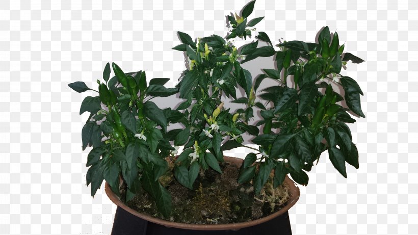 Akadama Cayenne Pepper Plant Flowerpot Chili Pepper, PNG, 3264x1836px, Akadama, Bonsai, Bonsai Styles, Cayenne Pepper, Chili Pepper Download Free