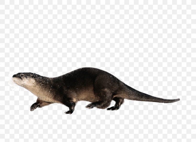 Otter Lizard Reptile, PNG, 1555x1127px, Otter, Animal, Carnivoran, Eurasian Otter, Fauna Download Free