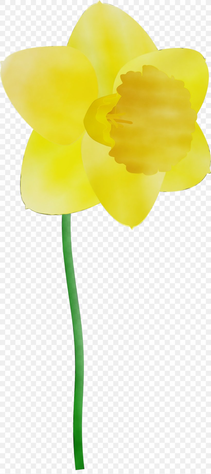 Yellow Flower Cut Flowers Petal Plant, PNG, 1600x3594px, Watercolor, Cut Flowers, Flower, Paint, Pedicel Download Free