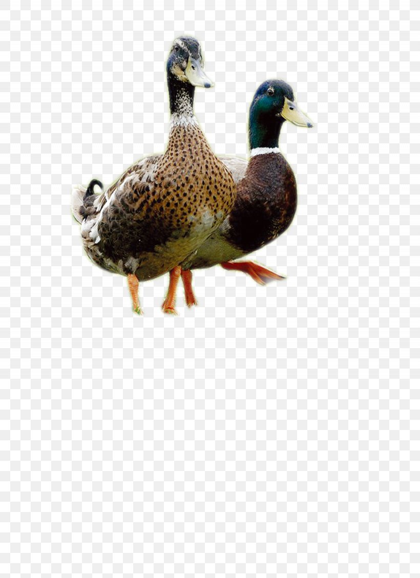 Duck Mallard, PNG, 2255x3105px, Duck, Beak, Bird, Data Compression, Ducks Geese And Swans Download Free