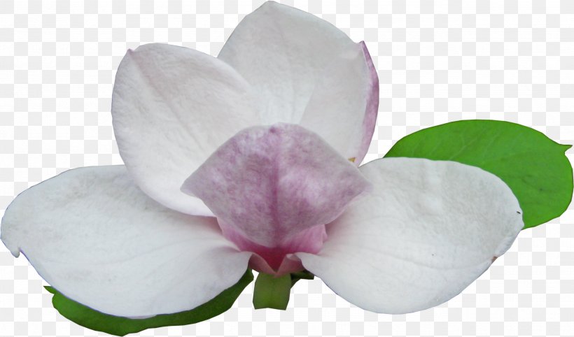 Magnolia Flowering Plant, PNG, 2584x1521px, Magnolia, Flower, Flowering Plant, Lilac, Magenta Download Free