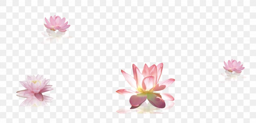 Petal Cut Flowers Body Piercing Jewellery Flowering Plant, PNG, 2662x1283px, Petal, Blossom, Body Jewelry, Body Piercing Jewellery, Cut Flowers Download Free