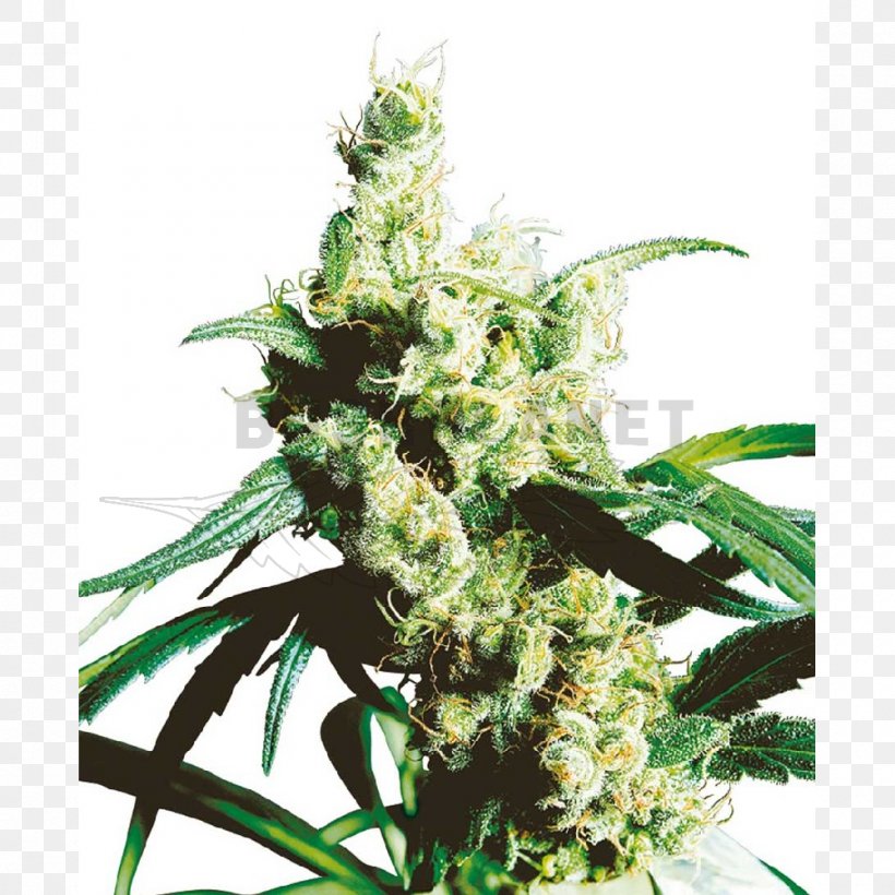 Silver Haze Sensi Seeds Autoflowering Cannabis, PNG, 1000x1000px, Haze, Autoflowering Cannabis, Breed, Cannabis, Cannabis Sativa Download Free