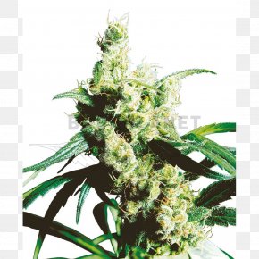 Skunk - Silver Haze Sensi Seeds Autoflowering Cannabis PNG