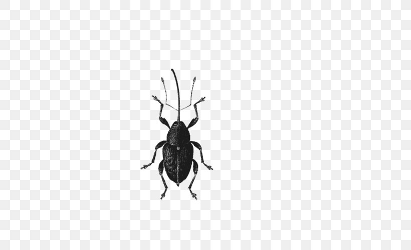 Volkswagen Beetle Dung Beetle, PNG, 500x500px, Beetle, Abdome, Antenna, Arthropod, Bee Download Free
