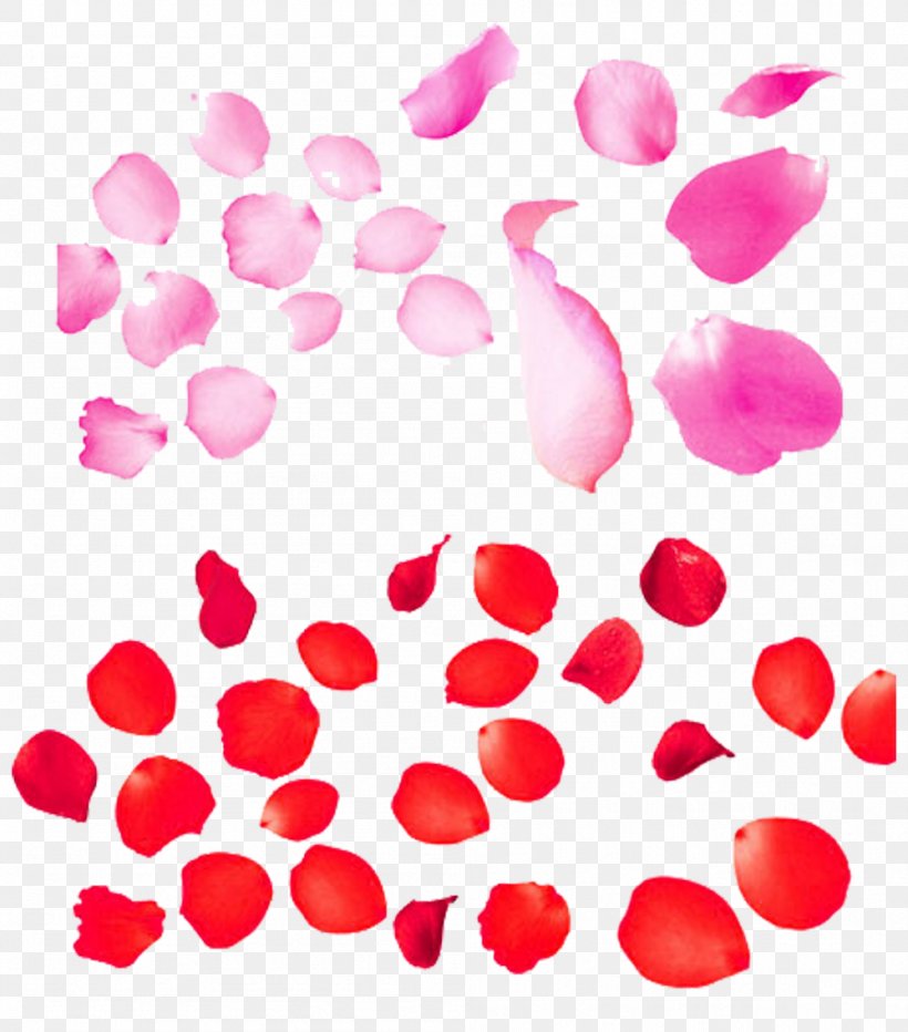 Beach Rose Petal Flower, PNG, 999x1136px, Beach Rose, Designer, Flower, Heart, Magenta Download Free