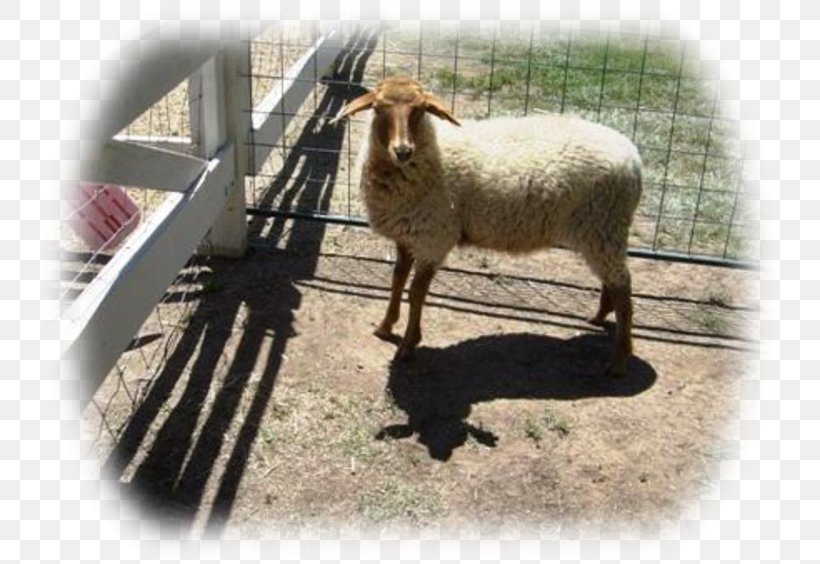 California Red Sheep XC Alpacas Sheep & Goats XC Alpacas Sheep & Goats, PNG, 750x564px, California Red Sheep, Alpaca, Cow Goat Family, Crosscountry Cycling, Fauna Download Free