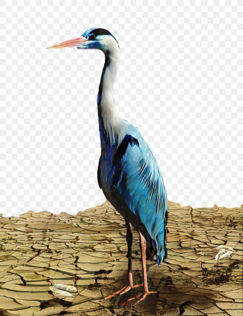 Crane Bird, PNG, 1000x1303px, Heron, Adaptation, Beak, Bird, Ciconiiformes Download Free