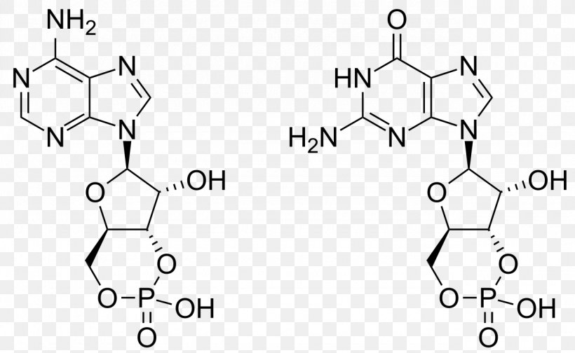 Cyclic Guanosine Monophosphate Cyclic Adenosine Monophosphate Adenosine Triphosphate, PNG, 1280x788px, Cyclic Guanosine Monophosphate, Adenosine, Adenosine Monophosphate, Adenosine Triphosphate, Area Download Free