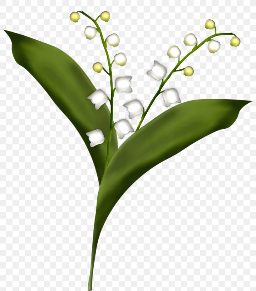 Flower Lily Of The Valley Drawing, PNG, 800x932px, Flower, Blume, Drawing, Flora, Grass Download Free