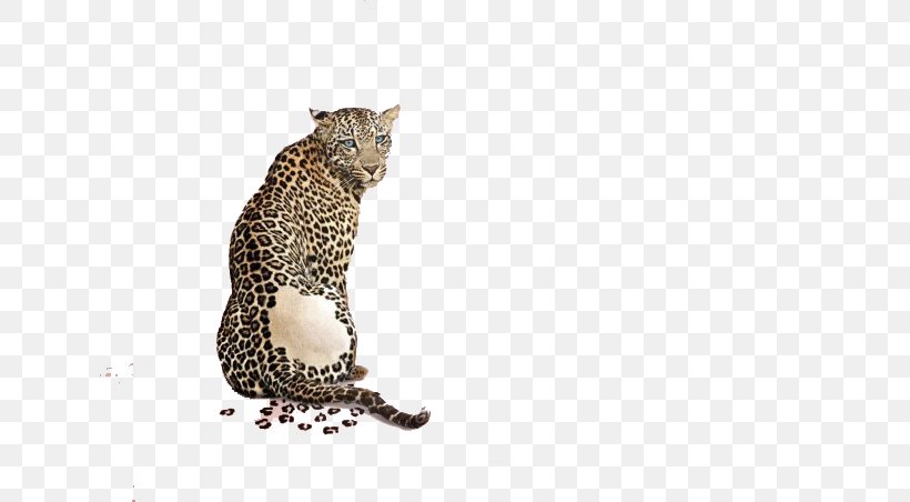 Leopard Advertising Animal Print, PNG, 640x452px, Black Panther, Advertisement Film, Advertising, Advertising Agency, Advertising Campaign Download Free