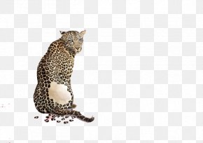 cheetah print png